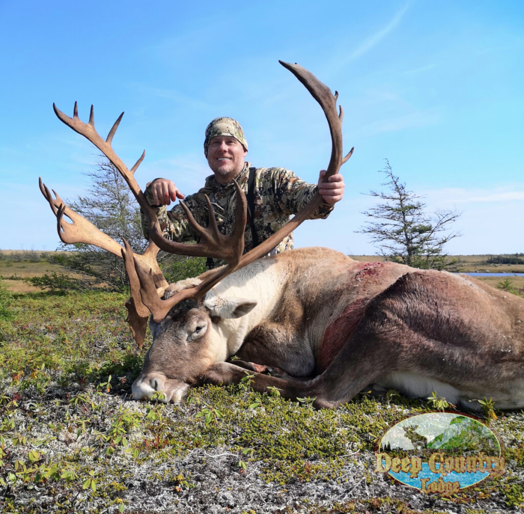 Woodland Caribou, Newfoundland Canada, Deep Country Lodge