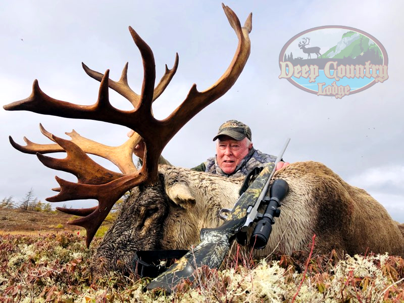 Woodland Caribou, Newfoundland Canada, Deep Country Lodge