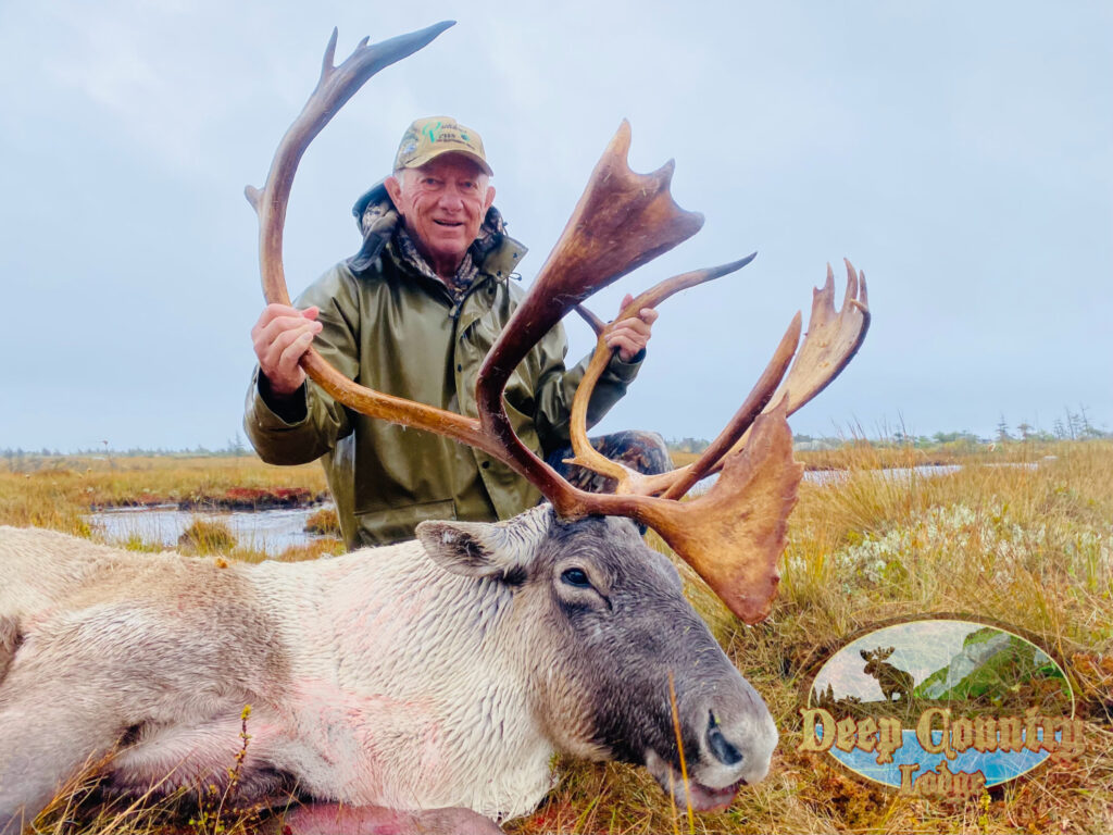 Woodland Caribou, Newfoundland Canada, Deep Country Lodge