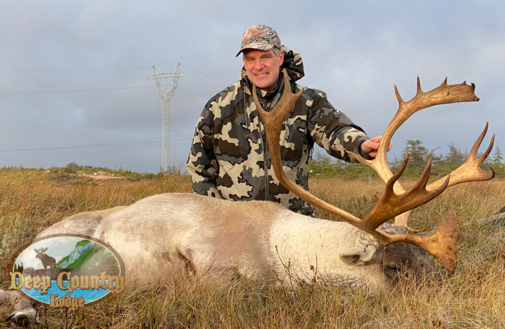 Woodland Caribou, Newfoundland Canada, Deep Country Lodge