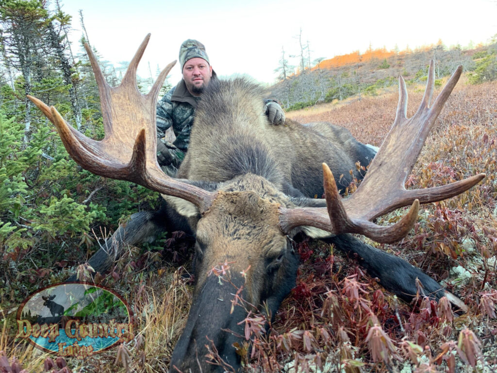 Moose Hunting Newfoundland Canada, Deep Country Lodge