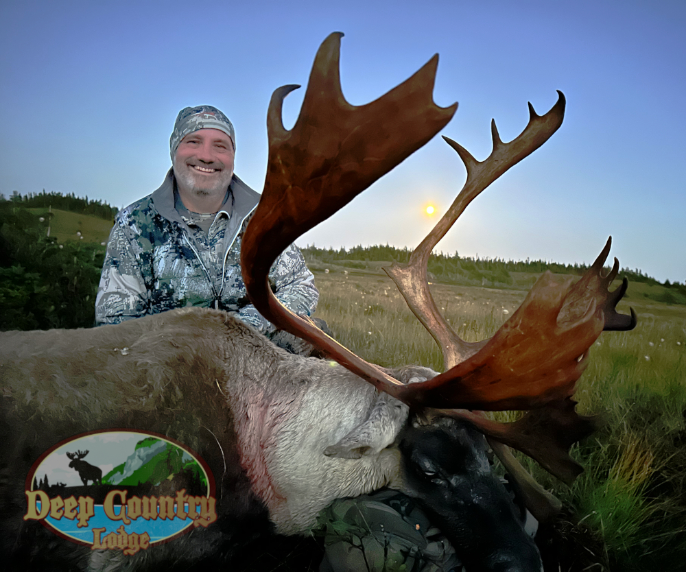 Woodland Caribou, Newfoundland Canada, Deep Country Lodge