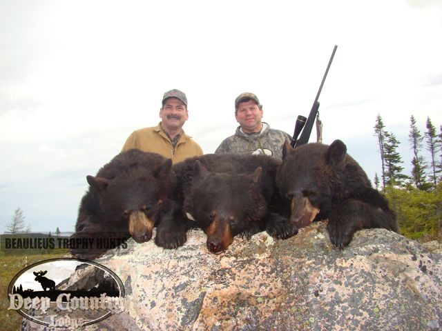 black bear hunting newfoundland