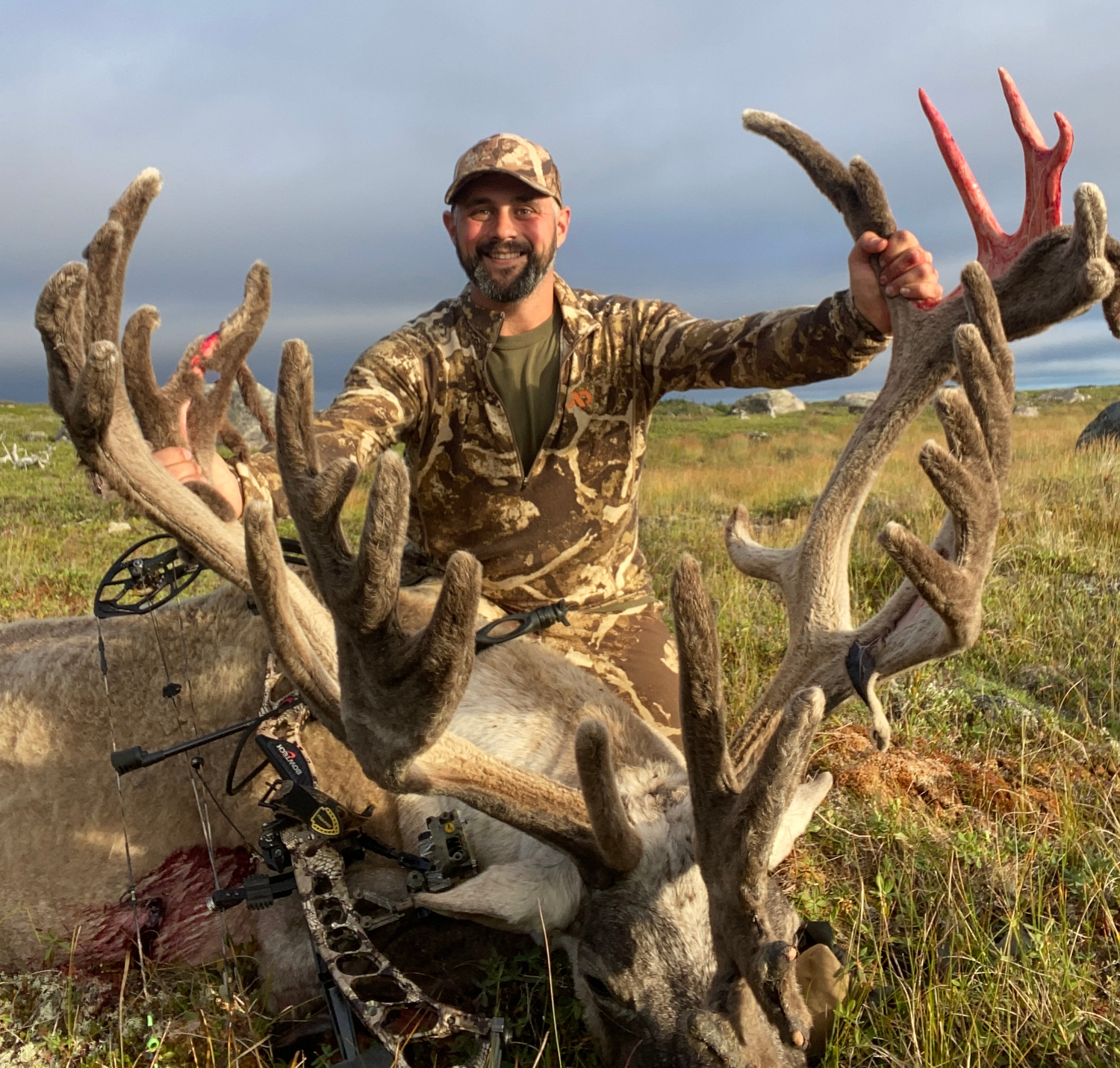 Woodland Caribou, Newfoundland Canada, Deep Country Lodge