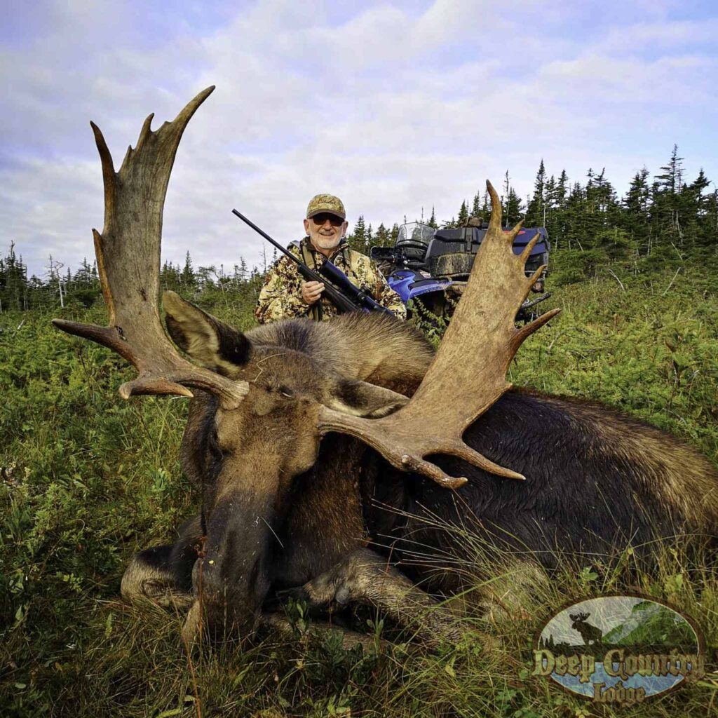 moose hunts in newfoundland​