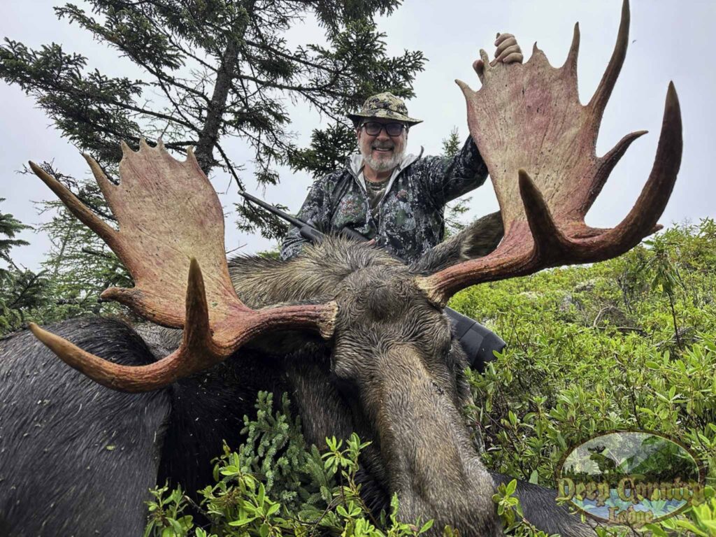 newfoundland moose hunts