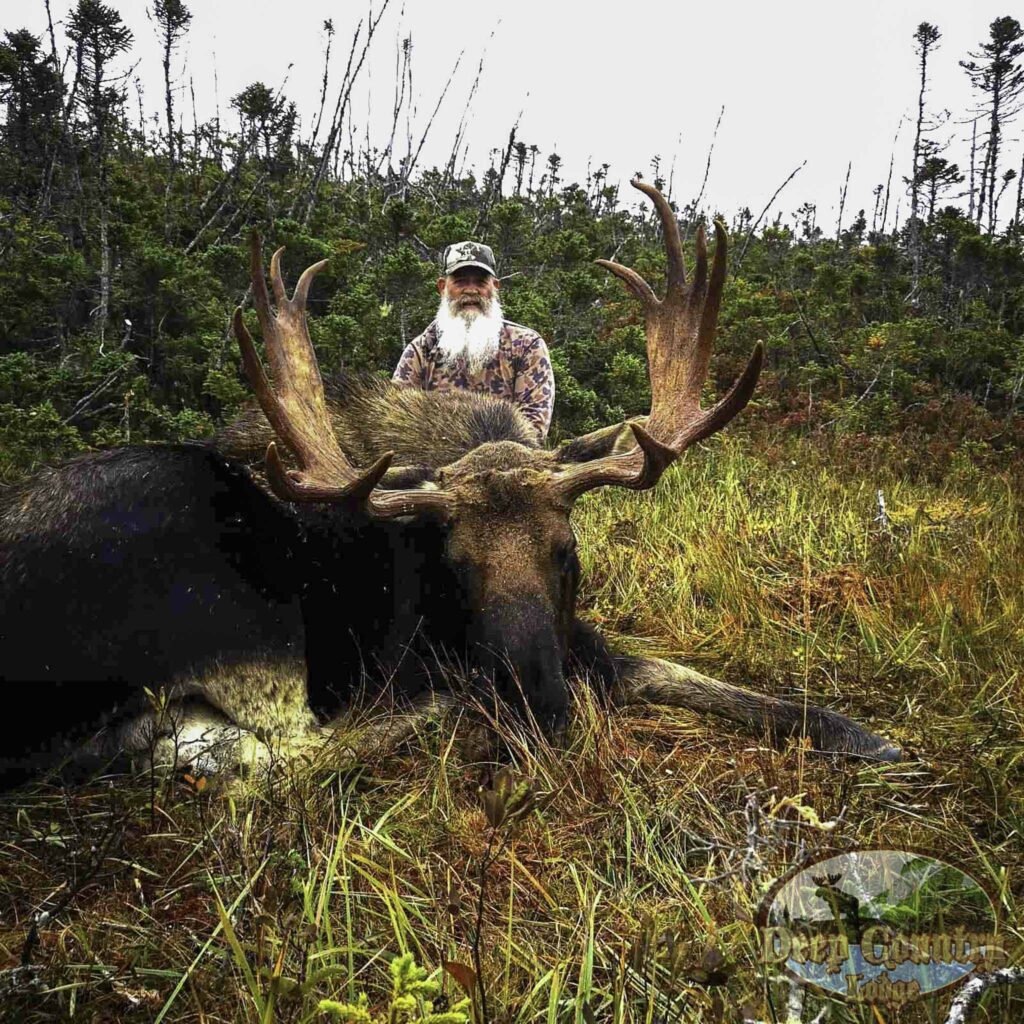moose hunting in newfoundland canada​