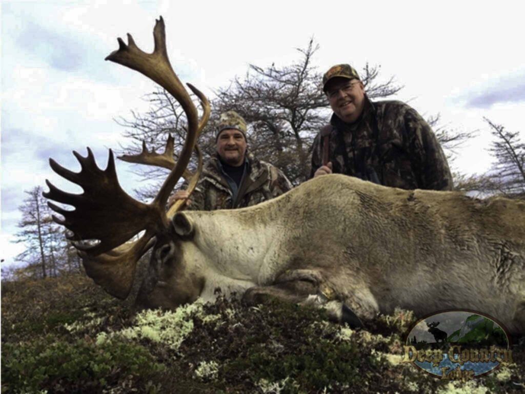 Woodland Caribou, Newfoundland Canada, Deep Country Lodge