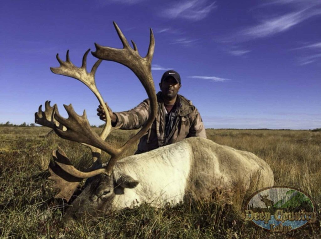 Woodland Caribou, Newfoundland Canada, Deep Country Lodge