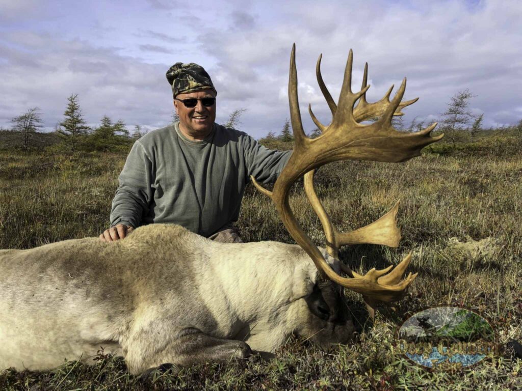 Woodland Caribou, Newfoundland Canada, Deep Country Lodge
