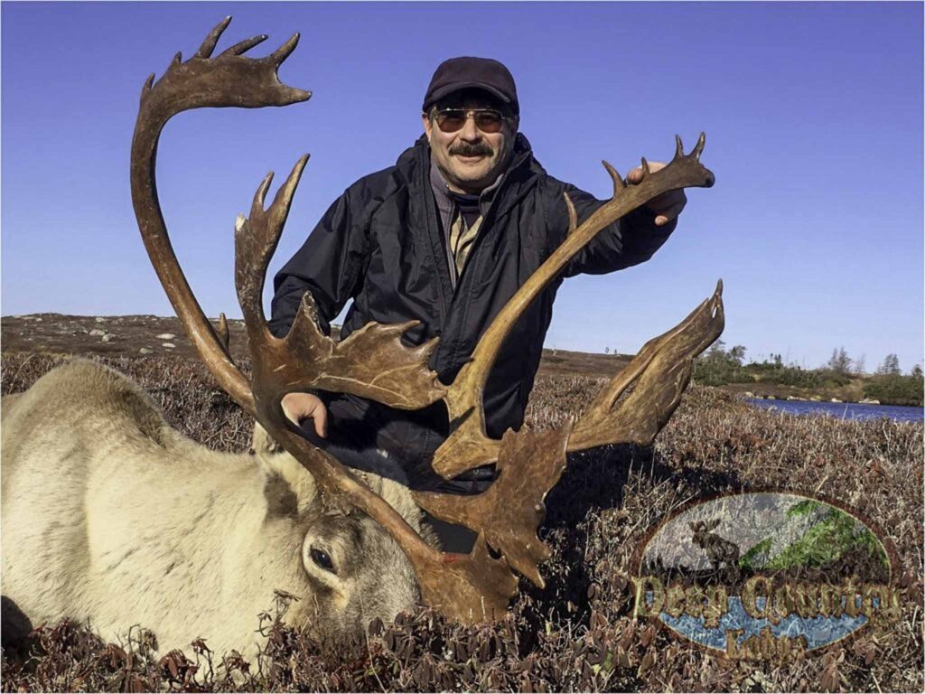Woodland Caribou, Newfoundland Canada, Deep Country Lodge