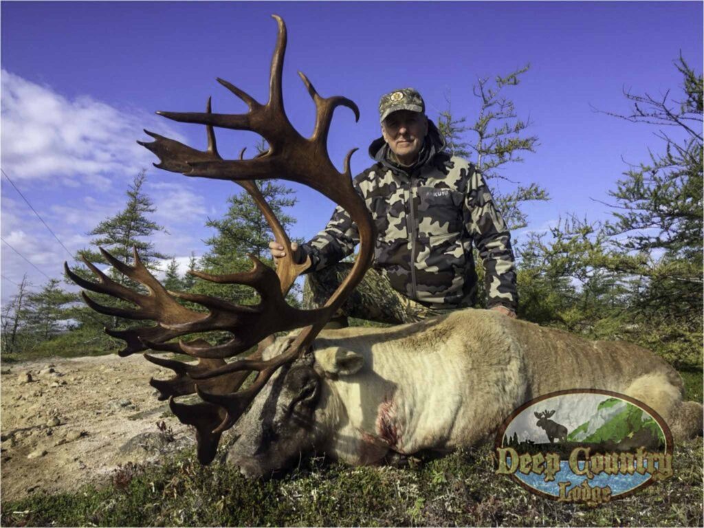 Woodland Caribou, Newfoundland Canada, Deep Country Lodge