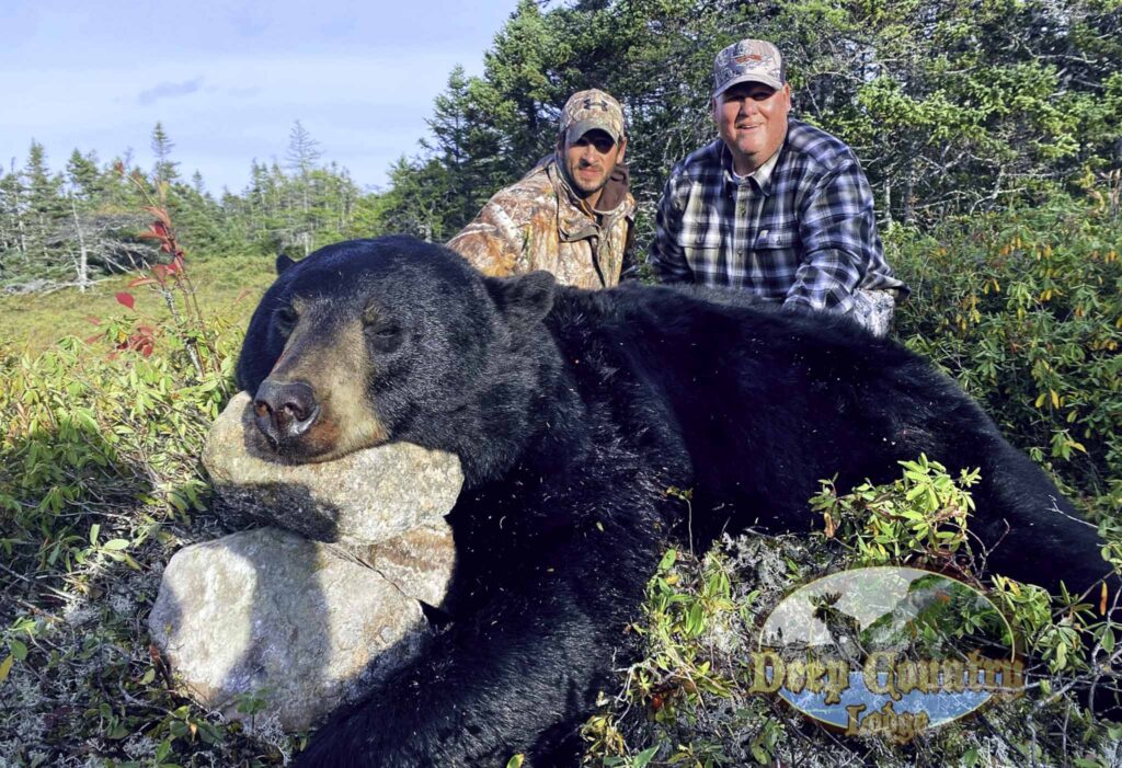newfoundland black bear