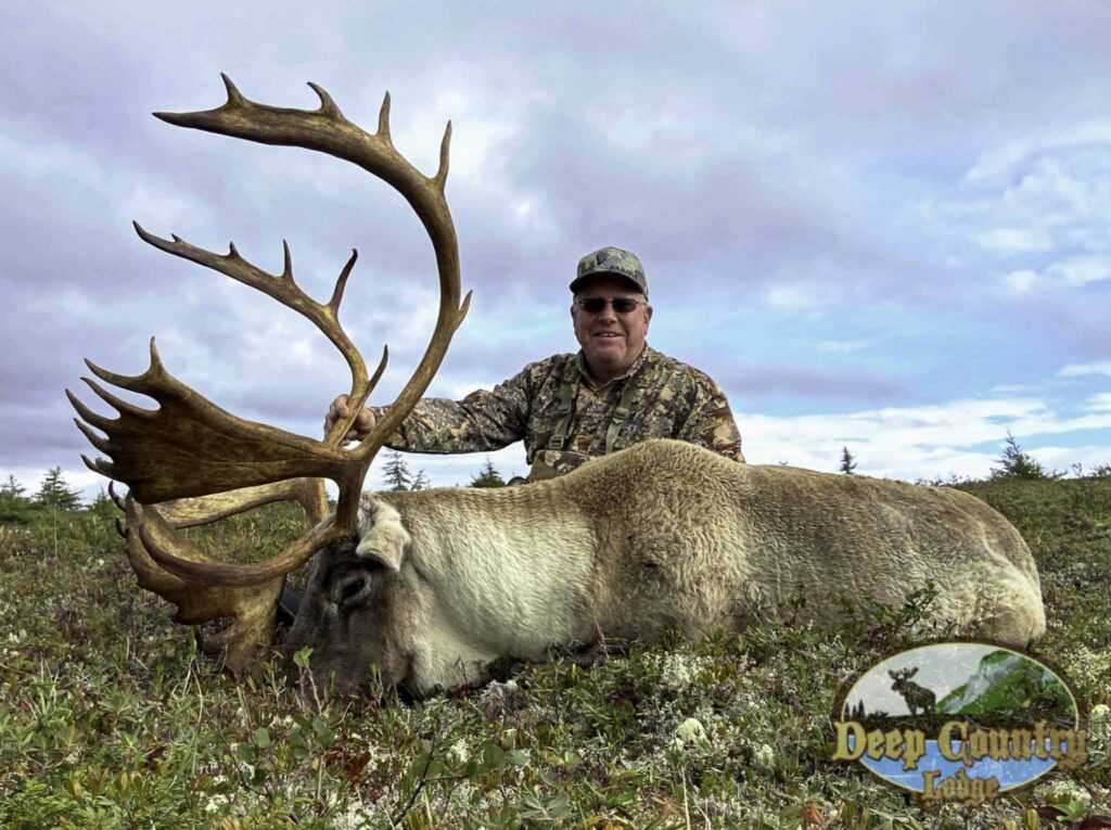 Woodland Caribou, Newfoundland Canada, Deep Country Lodge