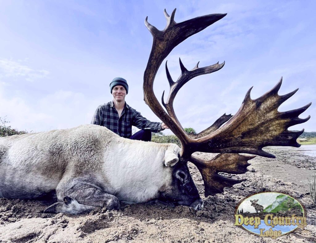 Woodland Caribou, Newfoundland Canada, Deep Country Lodge