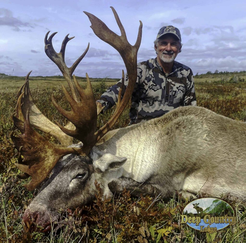 Woodland Caribou, Newfoundland Canada, Deep Country Lodge