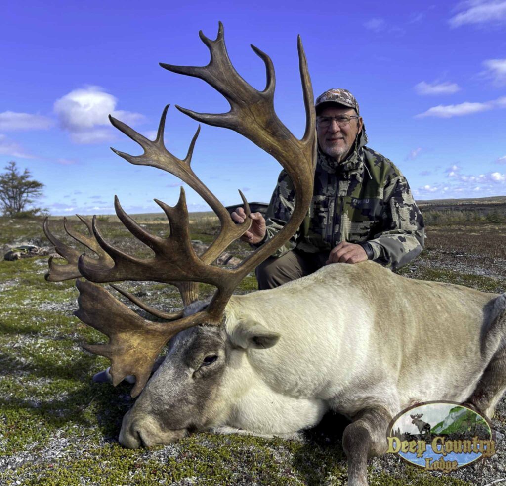 Woodland Caribou, Newfoundland Canada, Deep Country Lodge