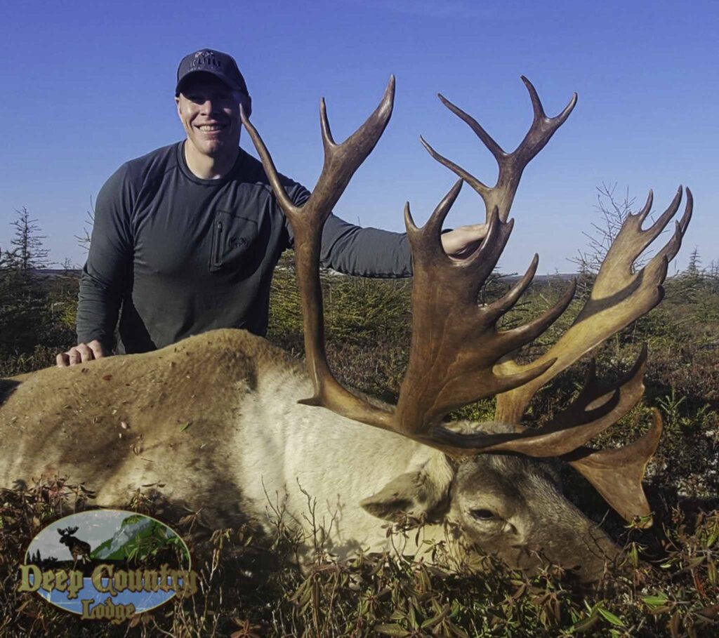 Woodland Caribou, Newfoundland Canada, Deep Country Lodge
