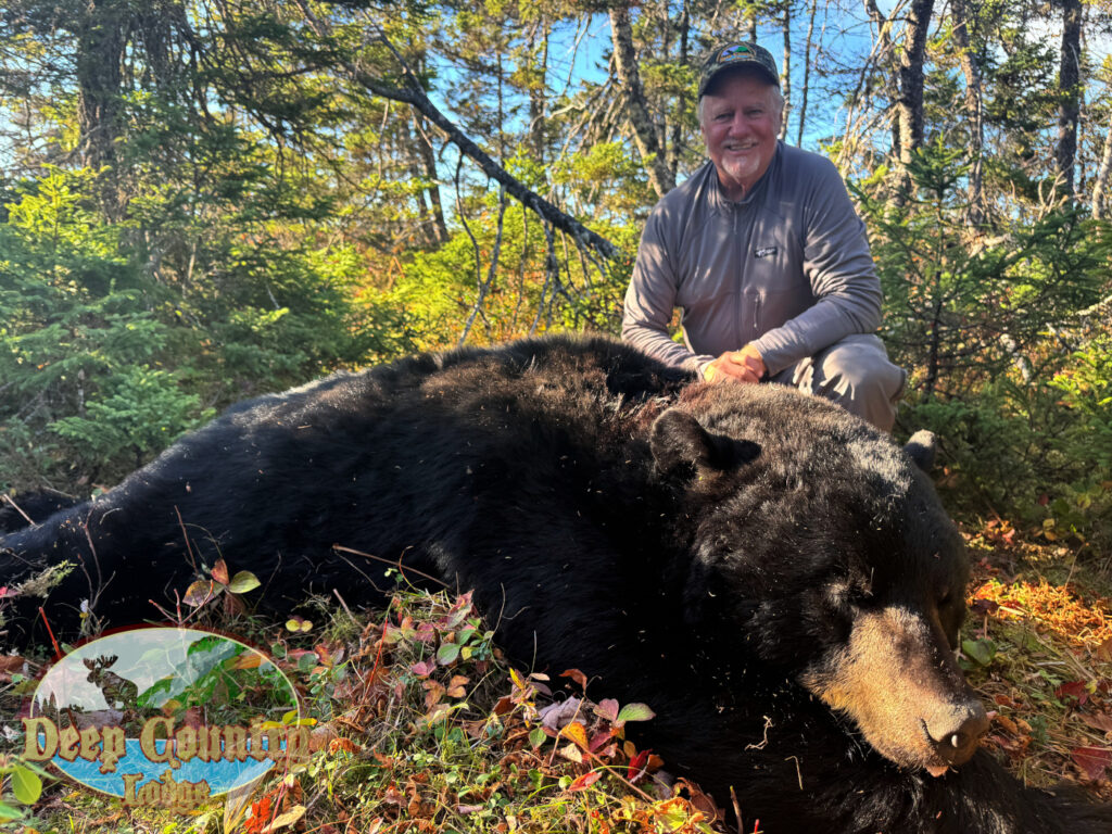 Black Bear