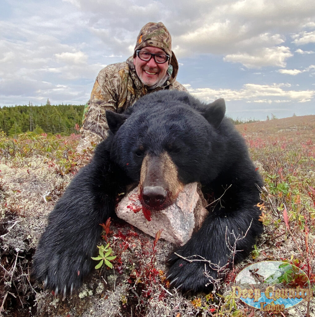 Black Bear