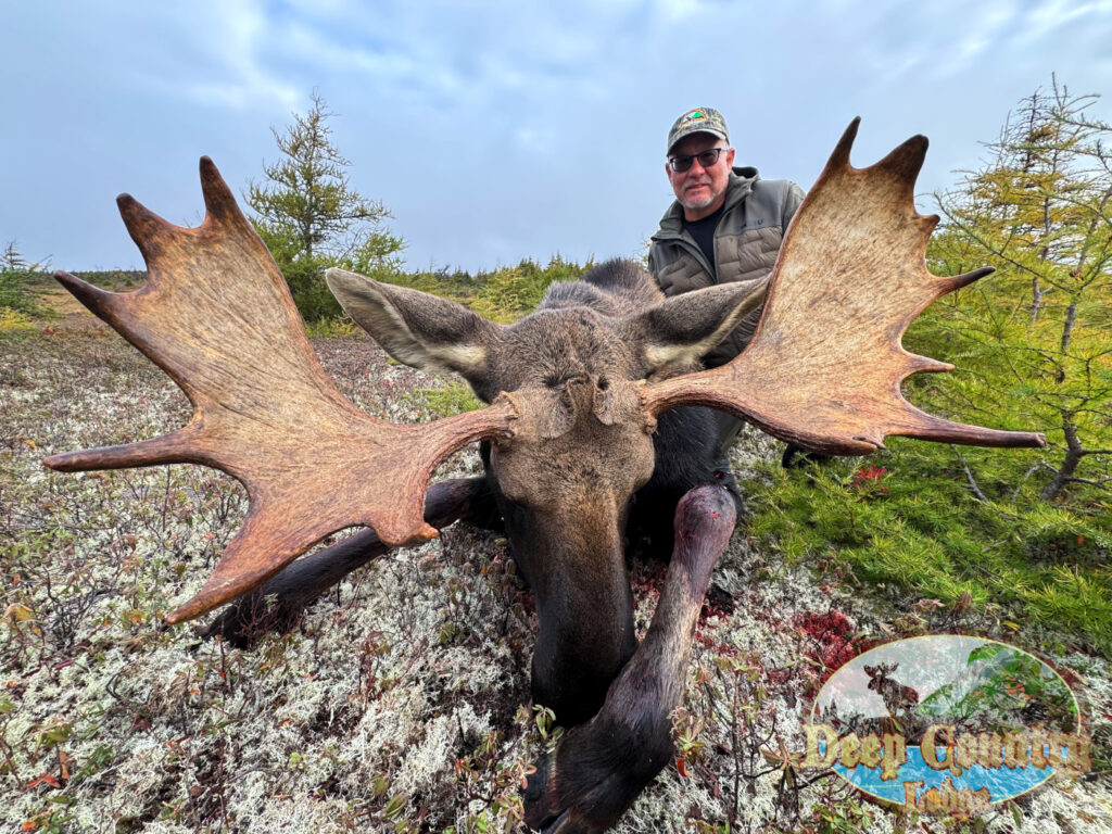 Moose