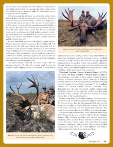 Magazine page spread about a hunting expedition, showing two photos: a large moose with two hunters in the top-right captioned 'Angela and Alexey Kim (Russia) with Alexey's eastern Canada moose taken in October 2025'; and a woodland caribou with two people in the bottom-left captioned 'Alexey Kim (Russia, right) and his wife Angela with Alexey's woodland caribou taken with Deep Country Lodge in Newfoundland.' The page also contains columns of narrative text.