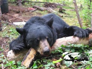 Black Bear Hunting - Deep Country Lodge