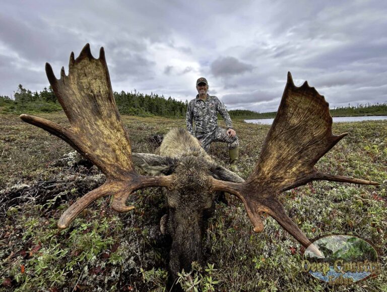 moose hunts in newfoundland canada
