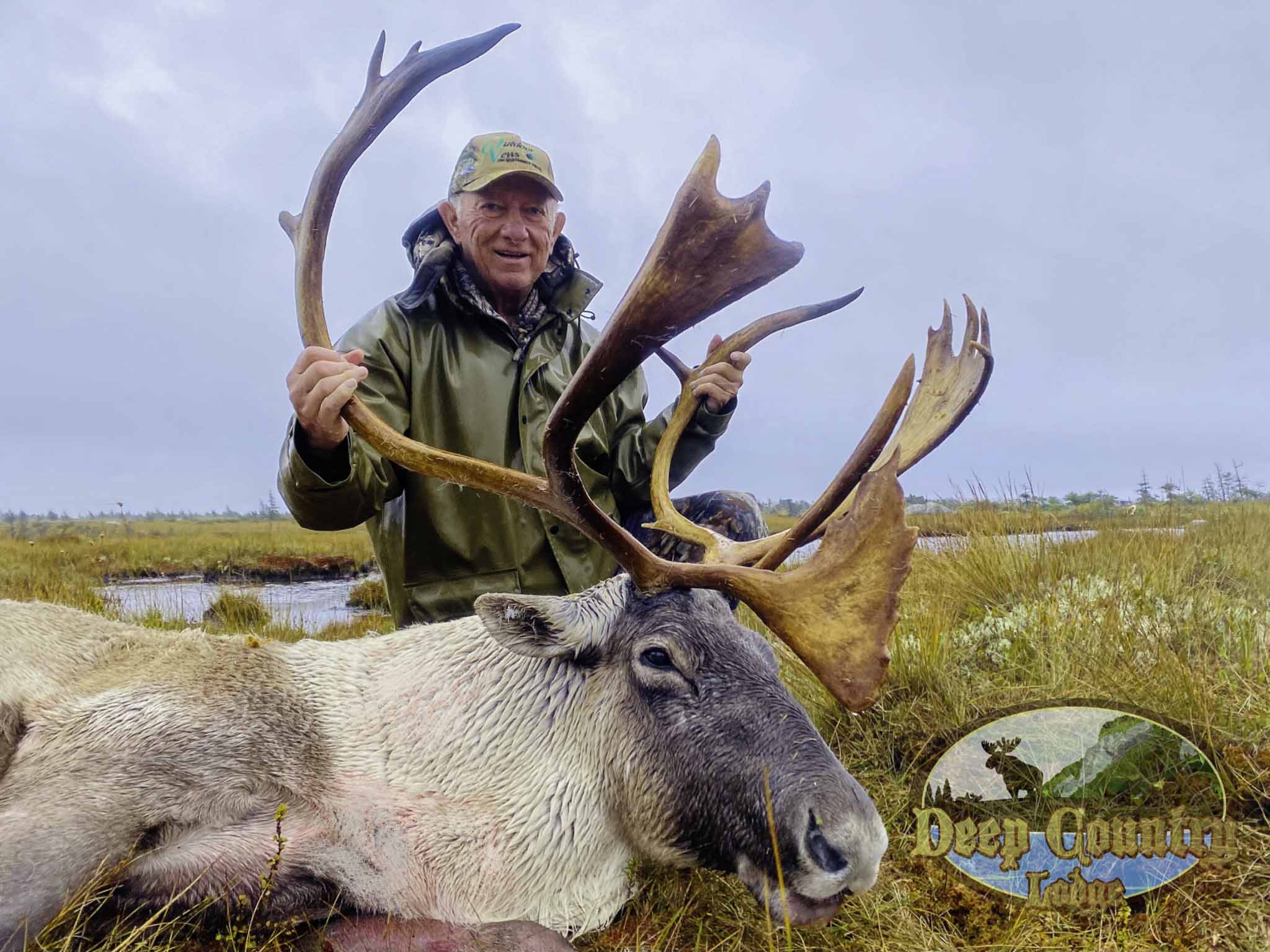 Woodland Caribou, Newfoundland Canada, Deep Country Lodge