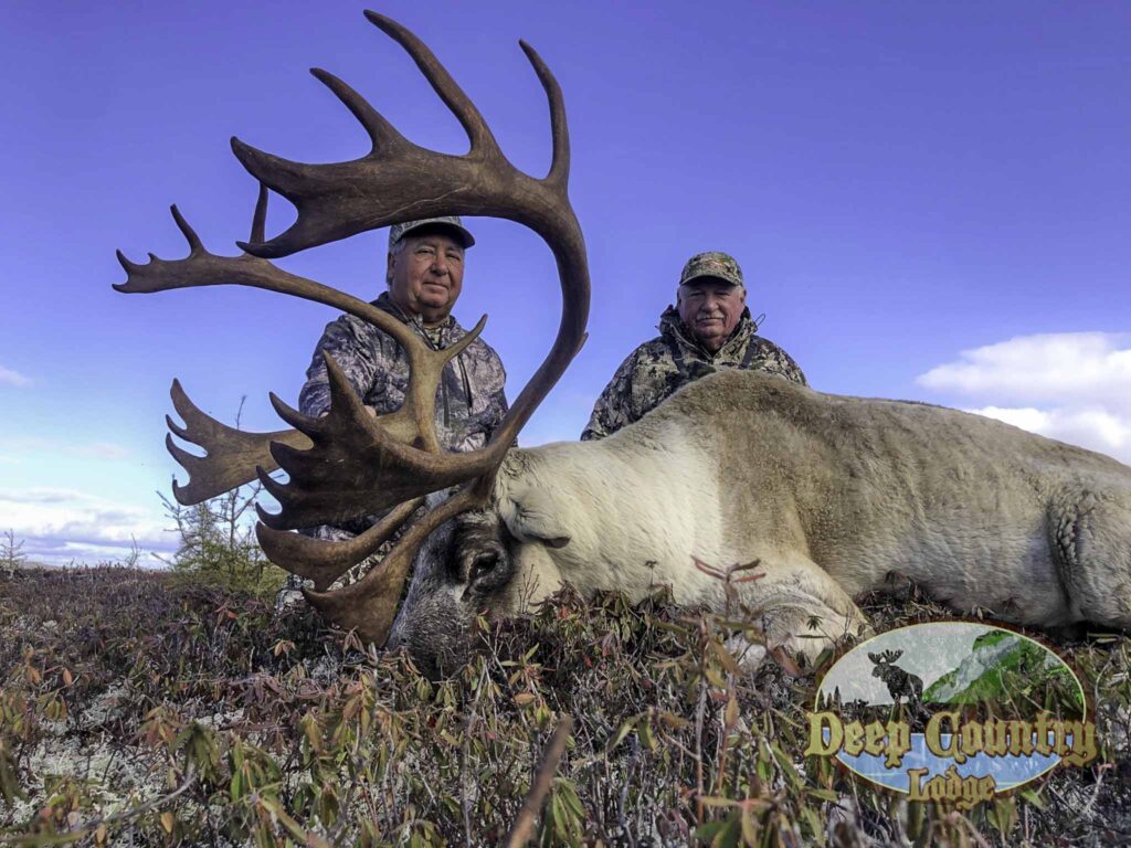 Woodland Caribou, Newfoundland Canada, Deep Country Lodge