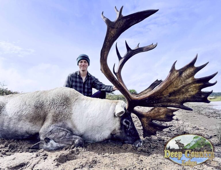 Woodland Caribou, Newfoundland Canada, Deep Country Lodge