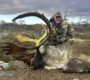 Deep Country Lodge Woodland Caribou Hunting 79 90x80