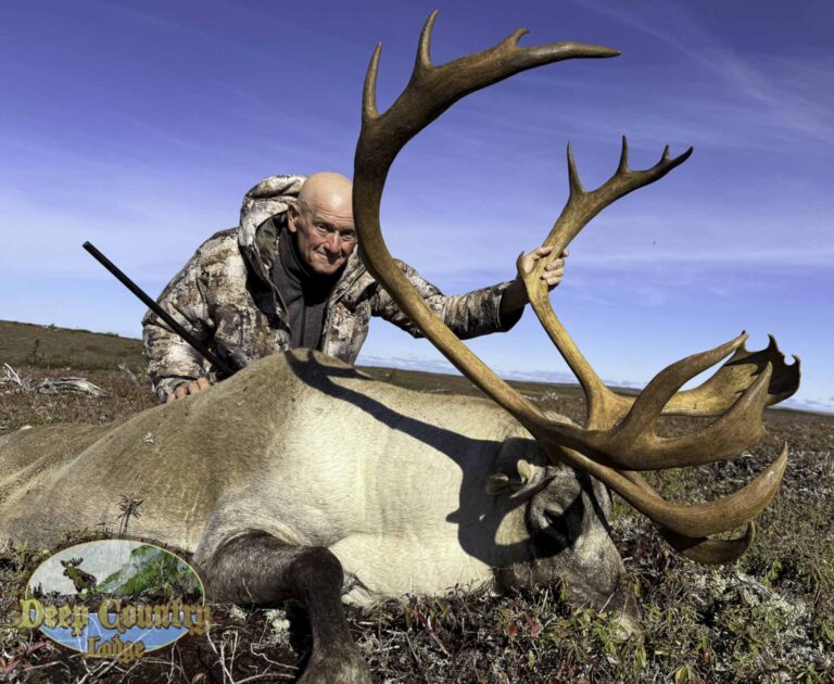 Woodland Caribou, Newfoundland Canada, Deep Country Lodge