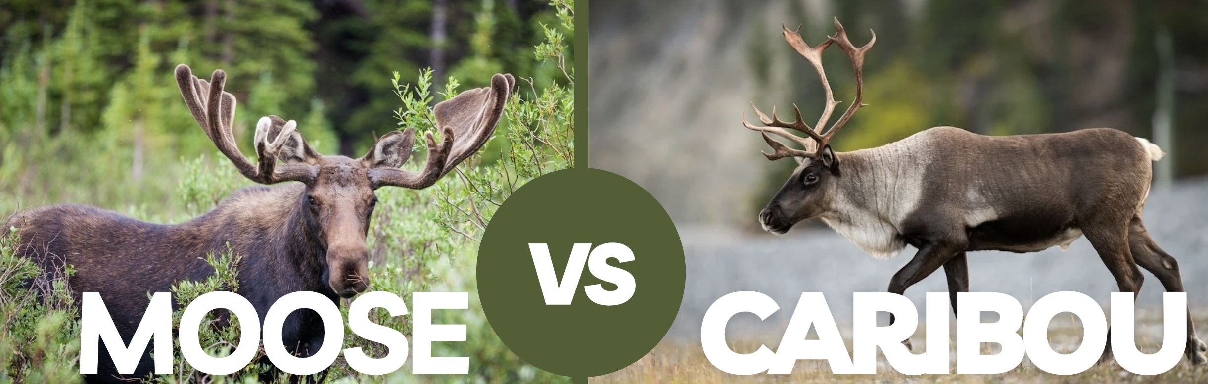 moose v caribou