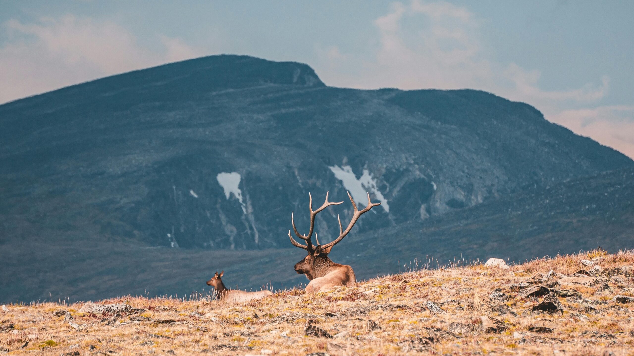 caribou