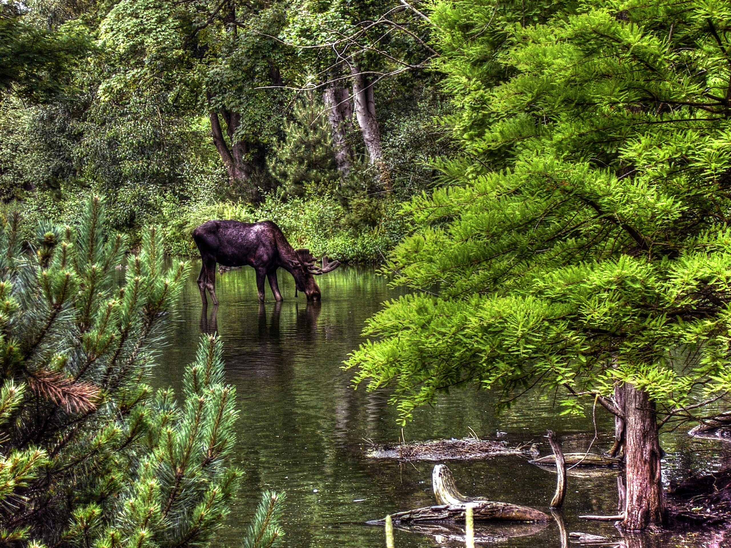 Pursue the Ultimate Eastern Canadian Moose Hunt with Deep Country Lodge