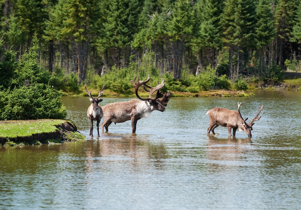 Woodland caribou
