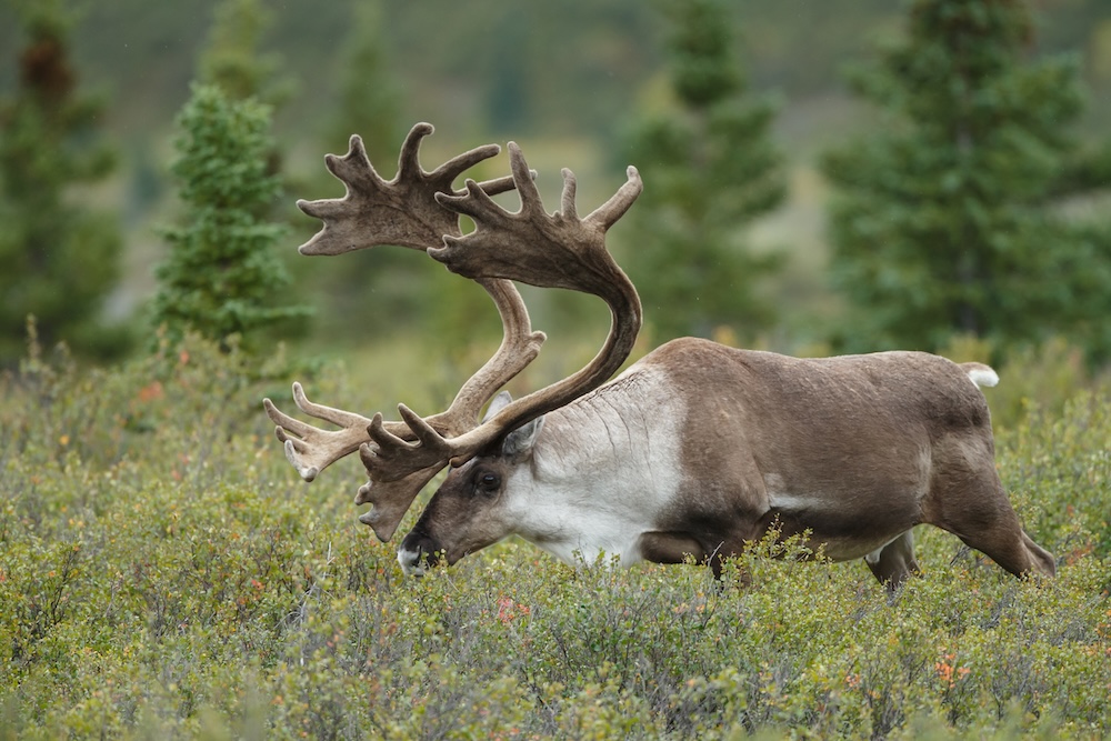Caribou hunts