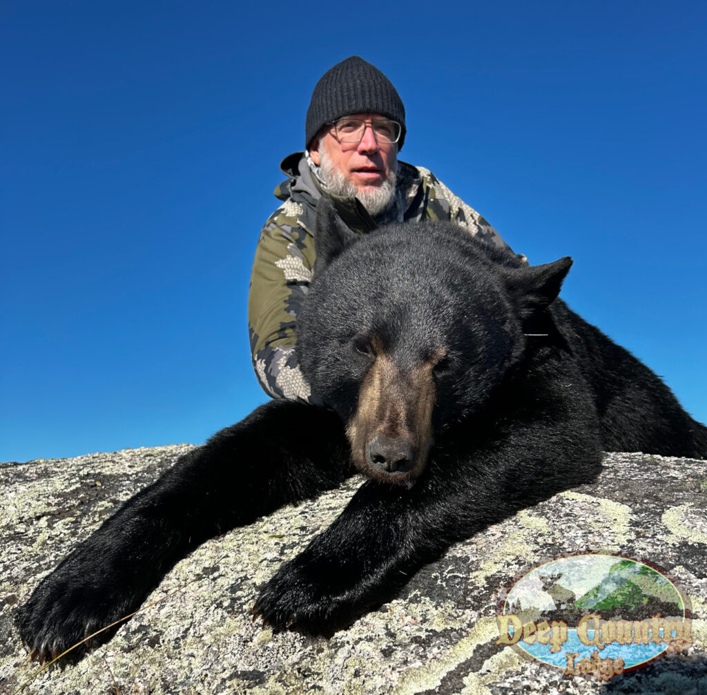 Black Bear
