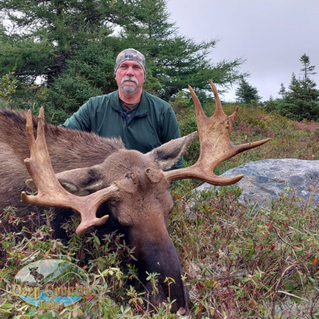 Moose