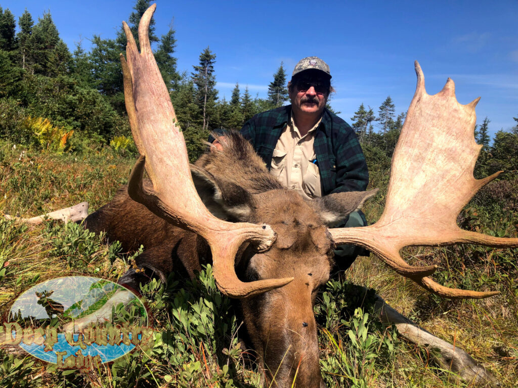 Moose